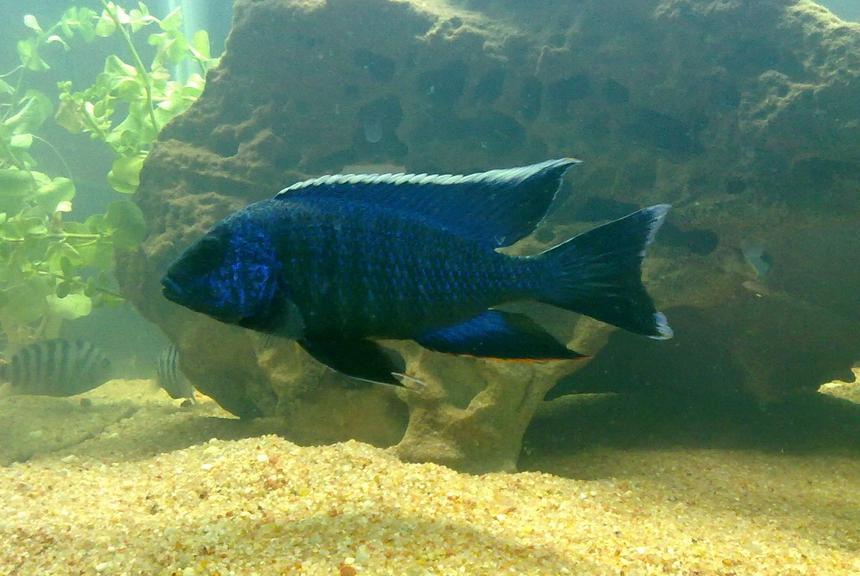 Rated #76: Freshwater Fish - Aulonocara Nyassae - Blue Peacock Cichlid Stocking In 67 Gallons Tank - blue peacock