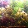 10 gallons planted tank (mostly live plants and fish) - 55 gallon planted tank
