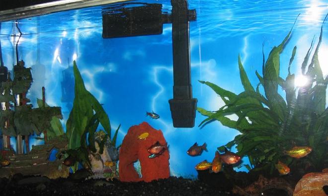 30 gallons planted tank (mostly live plants and fish) - 30 gallon community tank.  in a process of switching over to a species tank for electric yellow cichlids.