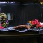 50 gallons freshwater fish tank (mostly fish and non-living decorations) - 50 gal bow front tank with two jack dempsey and an pleco