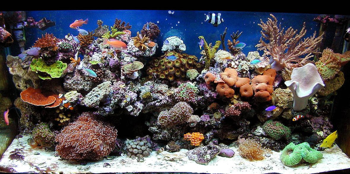 90 gallons reef tank (mostly live coral and fish) - my 90 oct 09