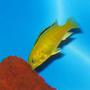 freshwater fish - labidochromis caeruleus - electric yellow cichlid stocking in 30 gallons tank - young electric yellow lab - 2 weeks from the pet store