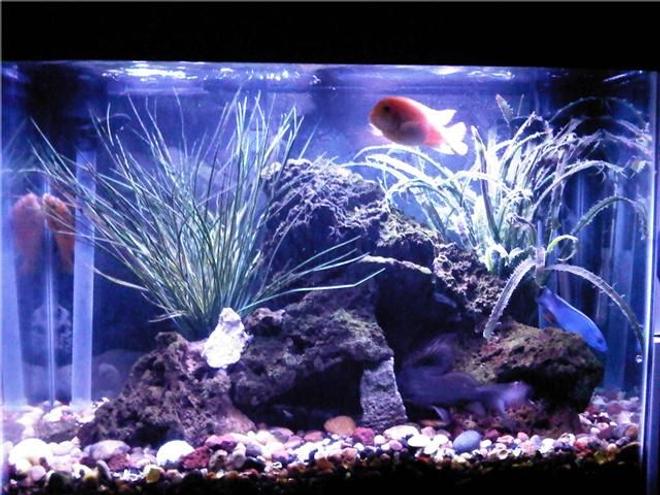 47 gallons freshwater fish tank (mostly fish and non-living decorations) - 47g Lake Malawi Biotope Tank