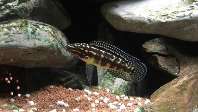 freshwater fish - julidochromis marlieri - marlieri cichlid stocking in 63 gallons tank - Julidochromis Marlieri