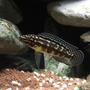 freshwater fish - julidochromis marlieri - marlieri cichlid stocking in 63 gallons tank - Julidochromis Marlieri