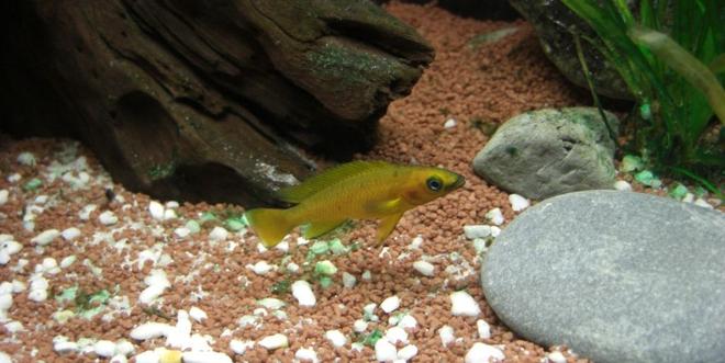 freshwater fish - neolamprologus leleupi - orange leleupi cichlid stocking in 63 gallons tank - Neolamprologus Leleupi Longior