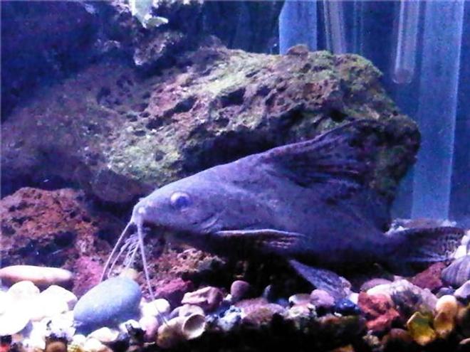 freshwater fish - synodontis eupterus - synodontis eupterus catfish stocking in 47 gallons tank - Synodontis Eputis [9in]