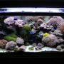 120 gallons reef tank (mostly live coral and fish) - my 120 gallon reef