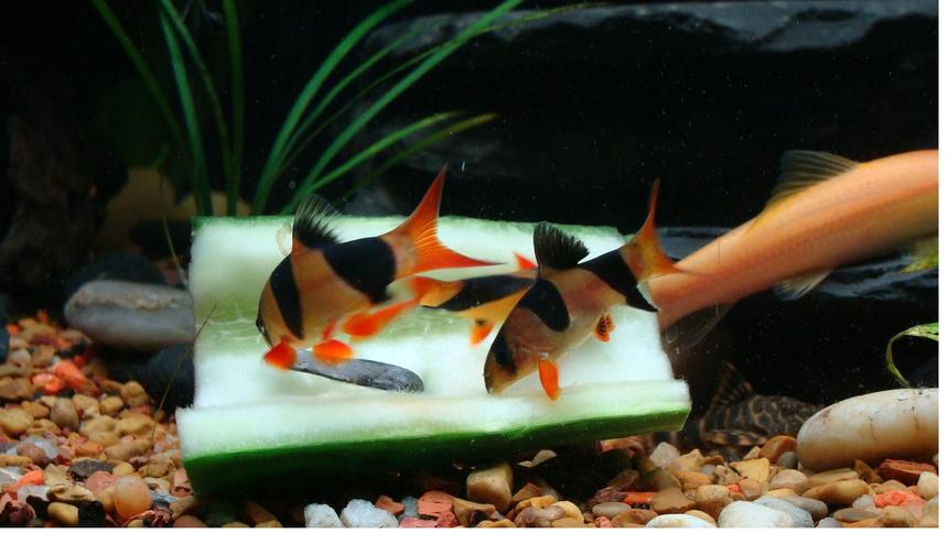 Rated #18: Freshwater Fish - Botia Macracantha - Clown Loach Stocking In 40 Gallons Tank - Clown Loaches
