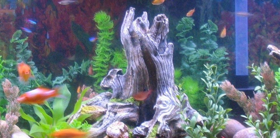 freshwater fish - poecilia latipinna - golden sailfin molly stocking in 55 gallons tank - our 55 gallon tank. Variety of fish with all plastic plants. We recently changed from gravel to sand and LOVE the ease of cleaning and the fish love it too.