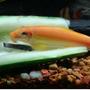 freshwater fish - gyrinocheilos aymonieri - chinese algae eater stocking in 40 gallons tank - Chinese Algae Eater (CAE)