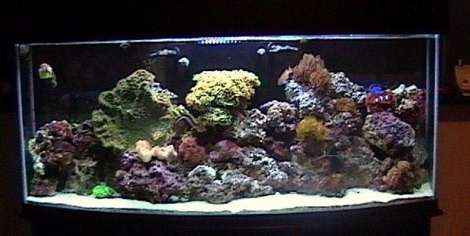 110 gallons reef tank (mostly live coral and fish) - Aquarium