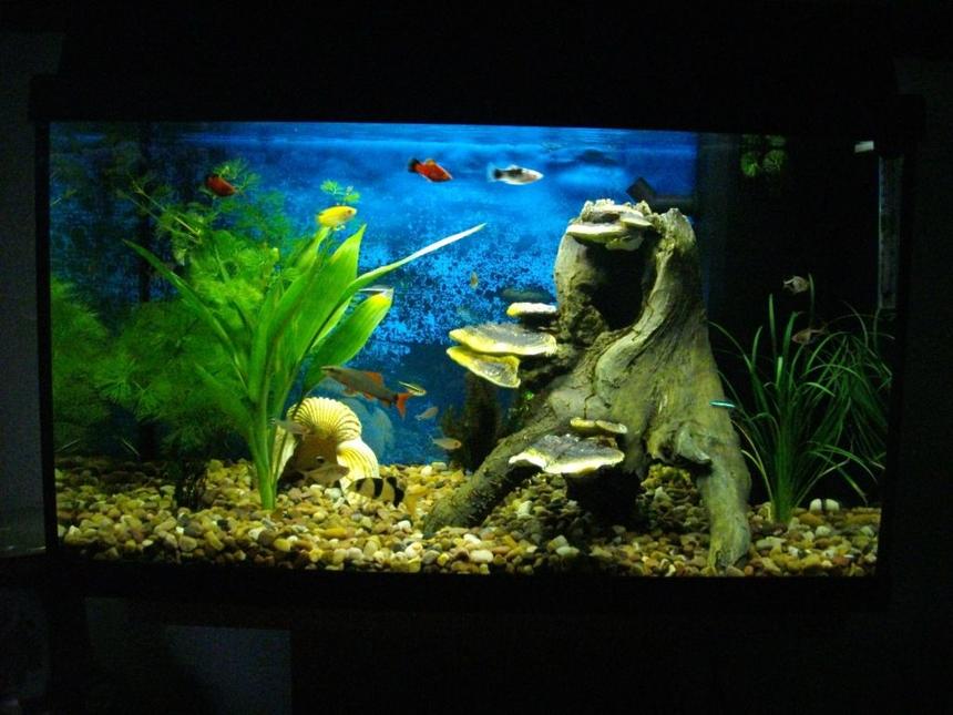 Rated #142: 20 Gallons Planted Tank - my tank with fish, real plants and wooden and shell decoration.