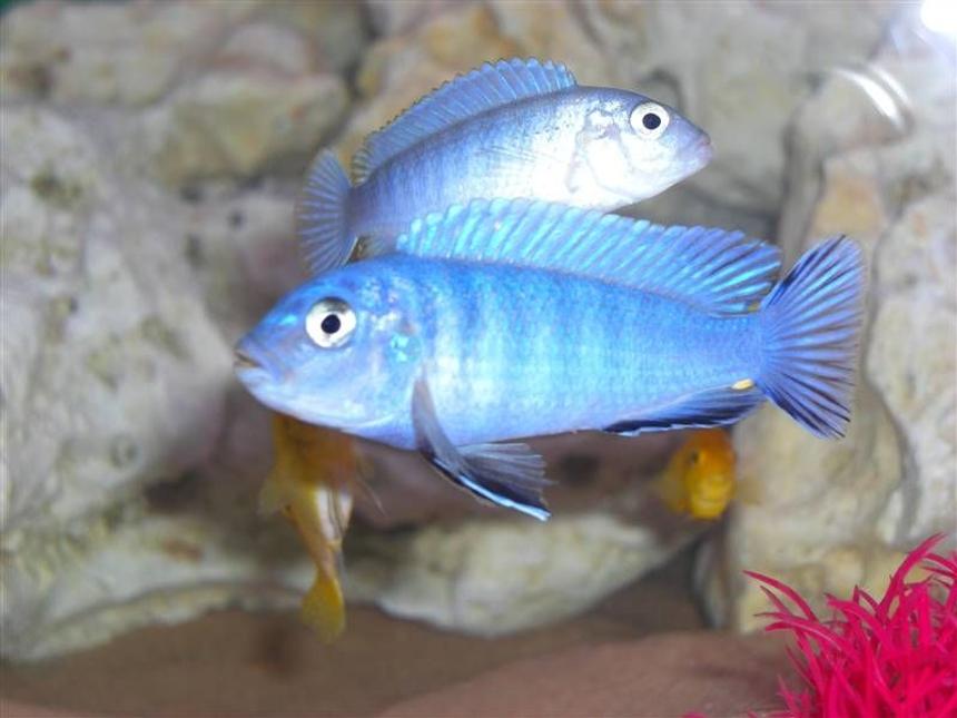 Rated #46: Freshwater Fish - Metriaclima Callainos - Cobalt Blue Zebra Cichlid - BOB the king of the tank