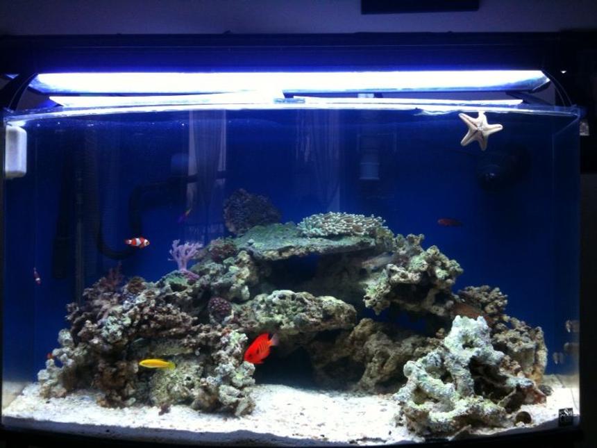 Rated #8: 46 Gallons Saltwater Fish Tank - Front View of my 46 gallon bowfront 3 months old