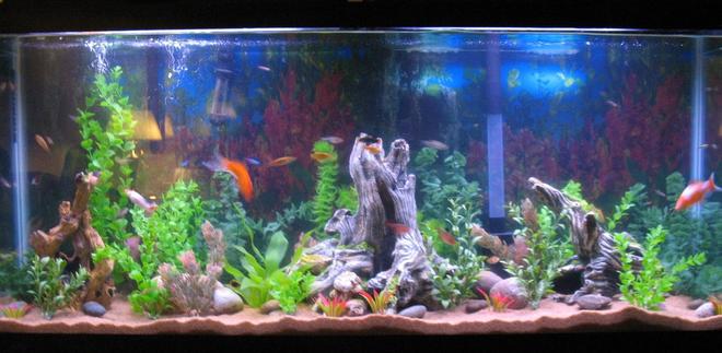 55 gallons freshwater fish tank (mostly fish and non-living decorations) - trying o get a full shot of the tank in.