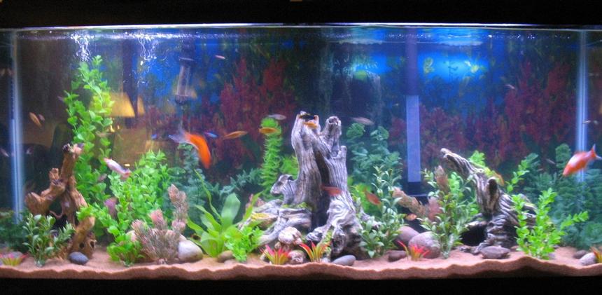 Rated #141: 55 Gallons Freshwater Fish Tank - trying o get a full shot of the tank in.