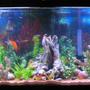 55 gallons freshwater fish tank (mostly fish and non-living decorations) - trying o get a full shot of the tank in.