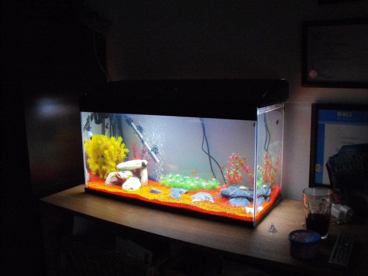 fish tank picture - my tanks on custom made unit which makes it look smaller then it is, but certainly brightens up the place