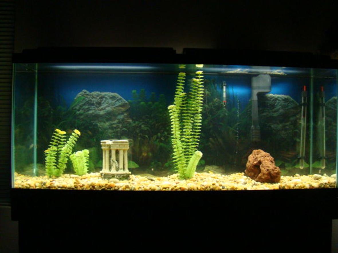 55 gallons freshwater fish tank (mostly fish and non-living decorations) - I got the tank and boring decorations from a buddy. Its a work in progress. Three Black Phantom Tetras, so far...