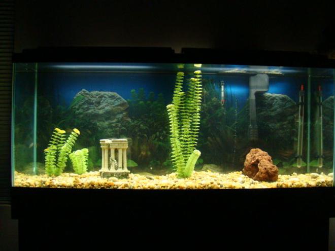 55 gallons freshwater fish tank (mostly fish and non-living decorations) - I got the tank and boring decorations from a buddy. Its a work in progress. Three Black Phantom Tetras, so far...