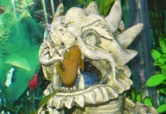 freshwater fish - erpetoichthys calabaricus - rope fish stocking in 55 gallons tank - 1 of the ropefish coming out of the hiding spot they prefer. first time i saw this i laughed for hours.