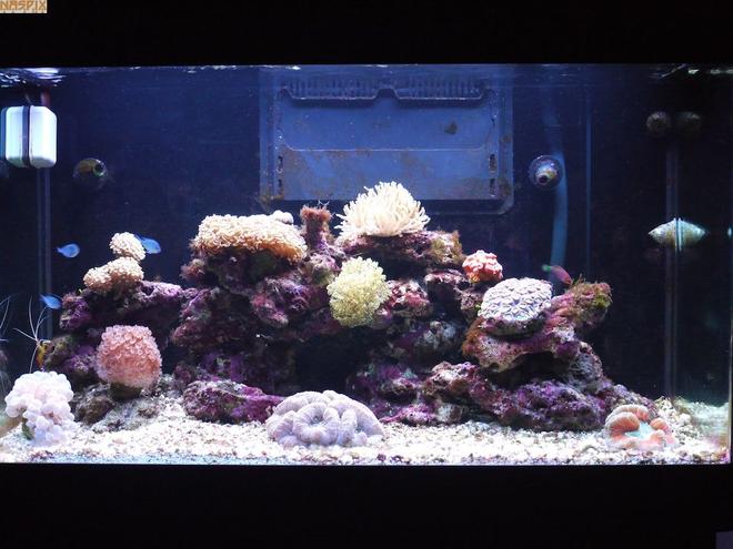 65 gallons reef tank (mostly live coral and fish) - Wide Shot