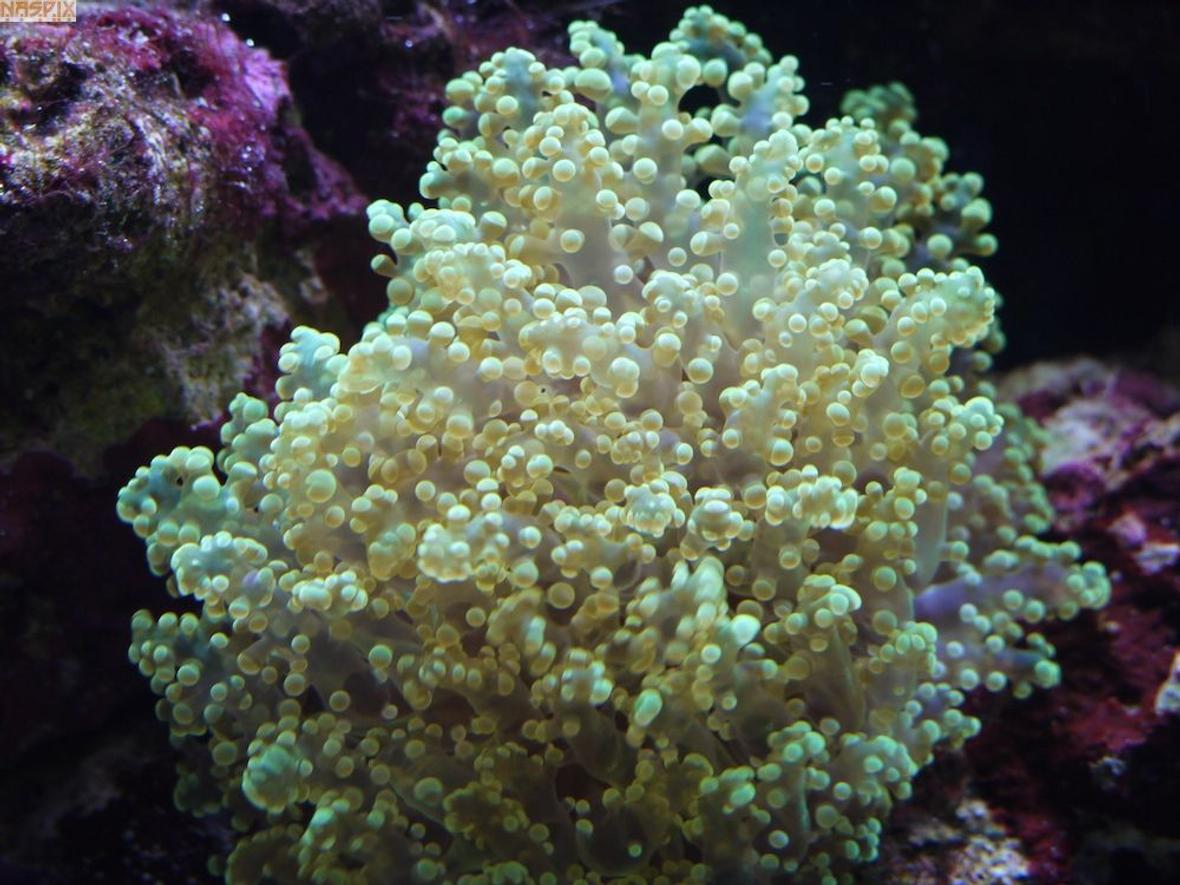 corals inverts - euphyllia glabrescens - torch coral stocking in 65 gallons tank - Green Blobs