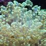 corals inverts - euphyllia glabrescens - torch coral stocking in 65 gallons tank - Up close with the Blob