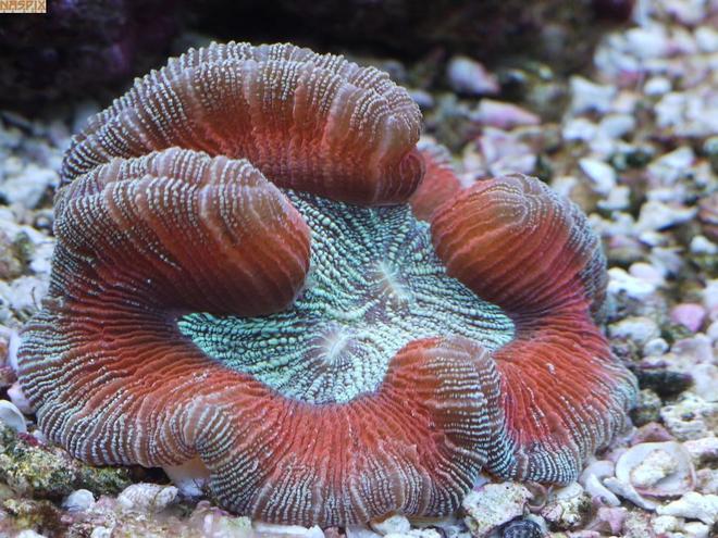 corals inverts - trachyphyllia geoffroyi - open brain coral stocking in 65 gallons tank - The Mitt