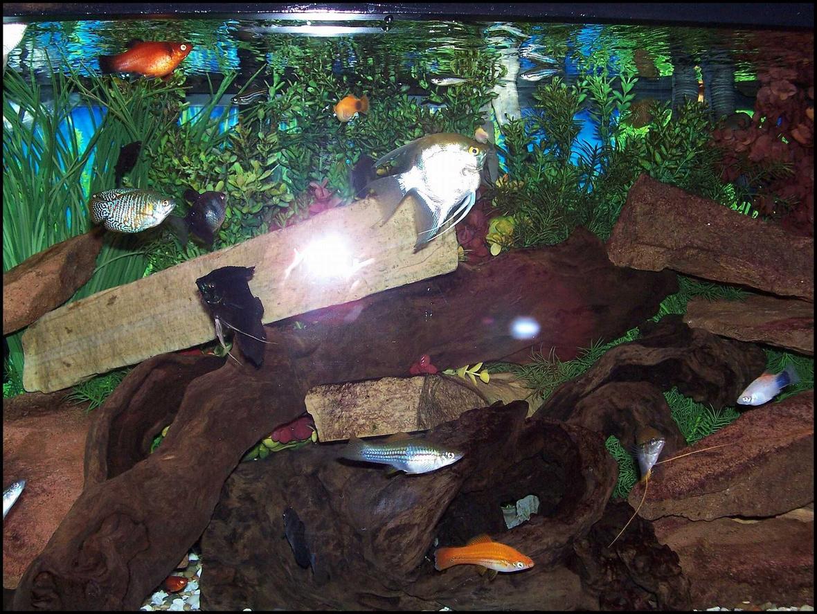 75 gallons freshwater fish tank (mostly fish and non-living decorations) - My community tank.