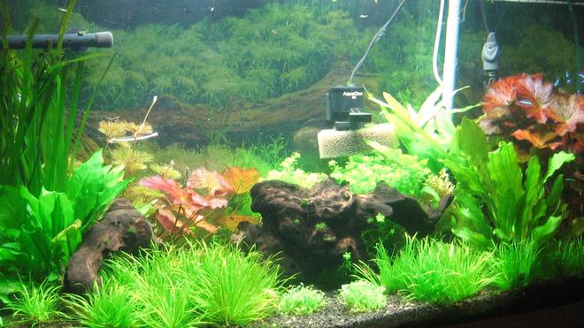 72 gallons planted tank (mostly live plants and fish) - My Discus Tank.. Discus are to the left but had to crop them our since I had to get the file size down..