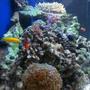saltwater fish - amphiprion percula - true percula clownfish stocking in 46 gallons tank - side view of my 46 gallon
