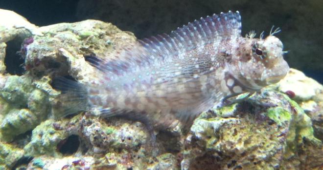 saltwater fish - salarias fasciatus - sailfin/algae blenny stocking in 46 gallons tank - Lawnmower aka OSCAR