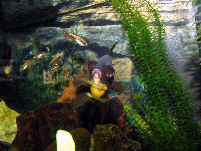 freshwater fish - carassius auratus - black moor goldfish stocking in 55 gallons tank - My black moor and white clouds!