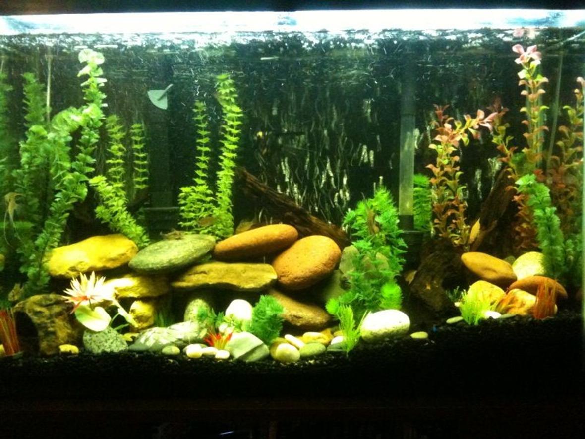 45 gallons freshwater fish tank (mostly fish and non-living decorations) - This is my tank!