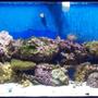 75 gallons reef tank (mostly live coral and fish) - my first try at a reef.