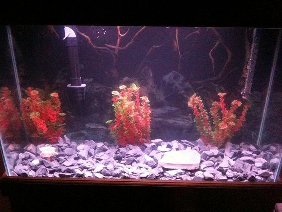 60 gallons freshwater fish tank (mostly fish and non-living decorations) - Main fish tank