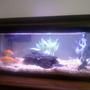 20 gallons planted tank (mostly live plants and fish) - Better pic to come soon...