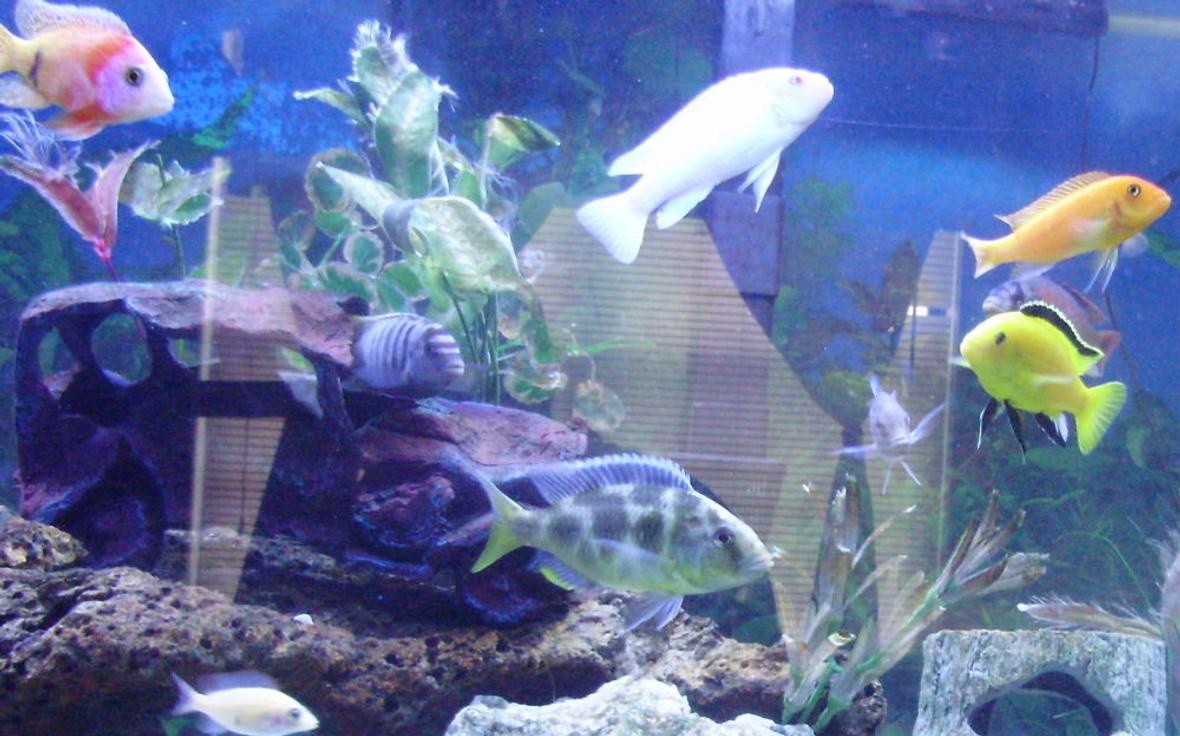freshwater fish - labidochromis caeruleus - electric yellow cichlid stocking in 70 gallons tank - some of my cichlids