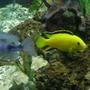 freshwater fish - labidochromis caeruleus - electric yellow cichlid stocking in 70 gallons tank - yellow lab named stripe and friends