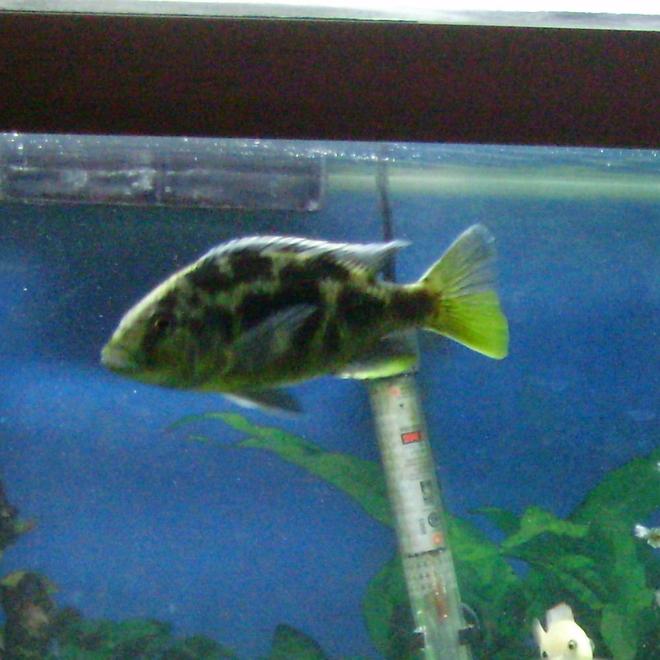 freshwater fish - nimbochromis livingstonii - livingstoni stocking in 70 gallons tank - The boys fish Spot