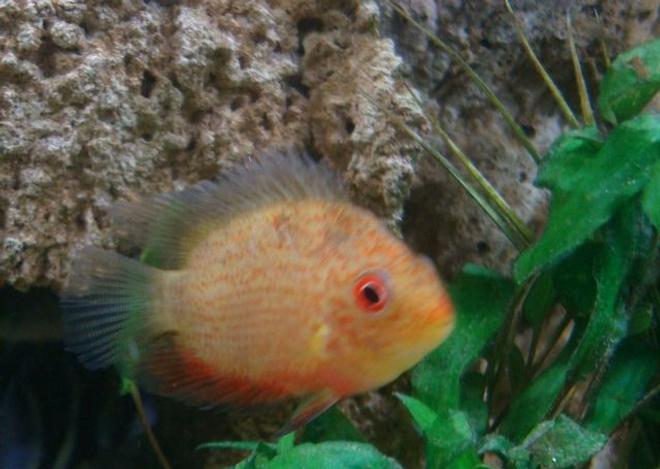 freshwater fish - heros serverus - gold severum stocking in 114 gallons tank - can some one please tell me what kind of cichlid this is