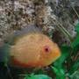 freshwater fish - heros serverus - gold severum stocking in 114 gallons tank - can some one please tell me what kind of cichlid this is