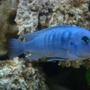 freshwater fish - metriaclima callainos - cobalt blue zebra cichlid stocking in 114 gallons tank - blue malawi