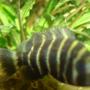 freshwater fish - tilapia buttikoferi - zebra tilapia stocking in 114 gallons tank - 1 of my butti's