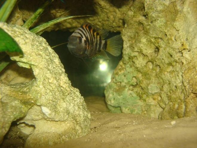 freshwater fish - archocentrus nigrofasciatus - black convict cichlid stocking in 114 gallons tank - my female convict