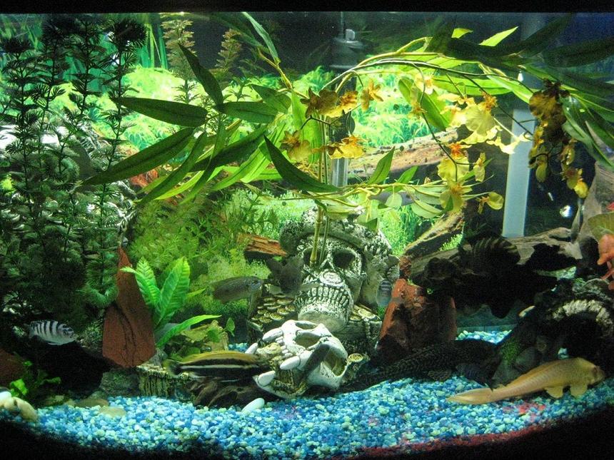 Rated #234: 55 Gallons Freshwater Fish Tank - My Eco :P