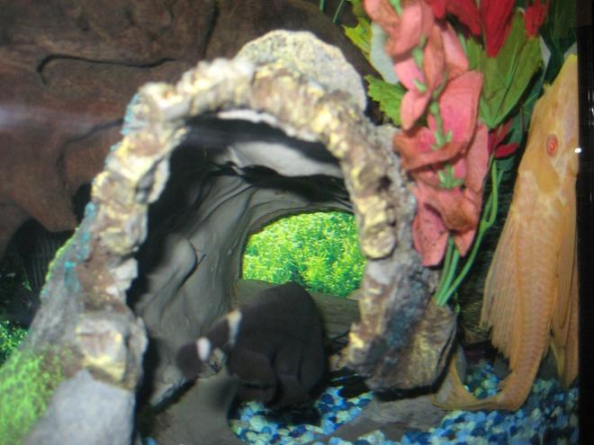 freshwater fish - notopterus chitala - clown knife fish stocking in 55 gallons tank - My knife fish is too shy to show me his face, but on the other hand, my albino pleco is always peeping me out...