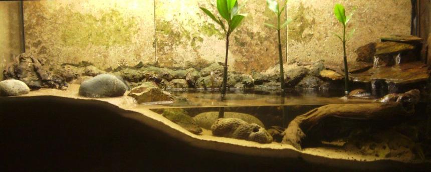 Rated #106: 30 Gallons Planted Tank - Mudskipper/Fiddler Crab tank.  (Brackish)